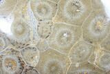 Polished Fossil Coral (Actinocyathus) - Morocco #85009-1